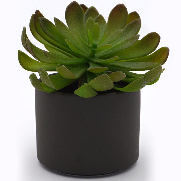 Plant Pot