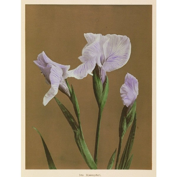 Three Irises Print